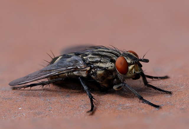 fly-flies-640x480-99094291.jpeg