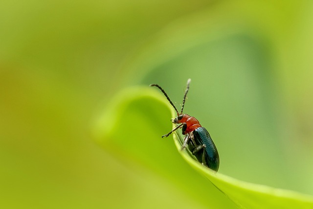 Targeted Strategies for Foreign Grain Beetle Pest Control & Prevention