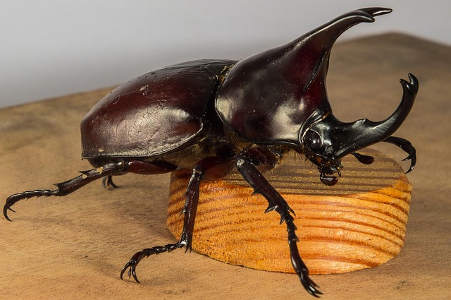 foreign-grain-beetles-beetle-640x480-20897420.jpeg