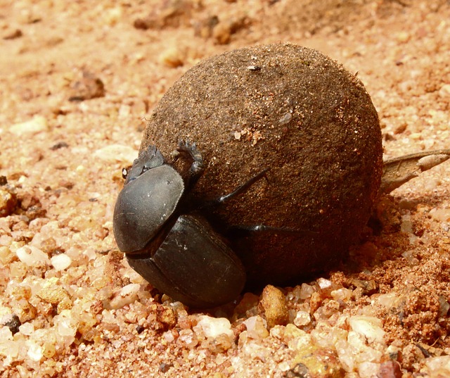 Sealing Entry Points: Expert Strategies for Grain Beetle Prevention