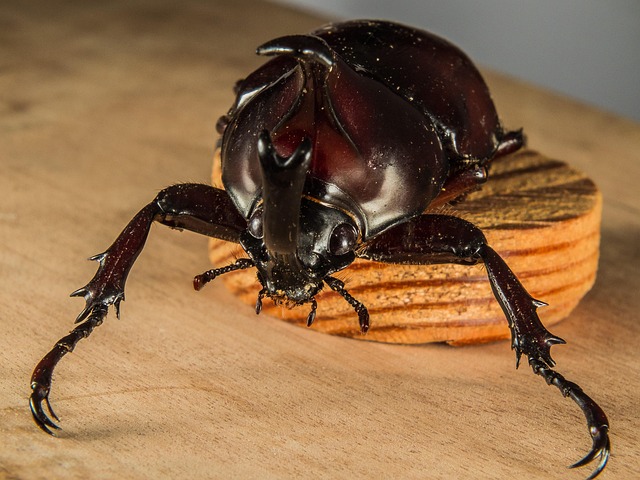 foreign-grain-beetles-beetle-640x480-2433071.jpeg