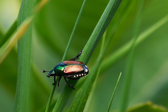 foreign-grain-beetles-beetle-640x480-29423470.jpg