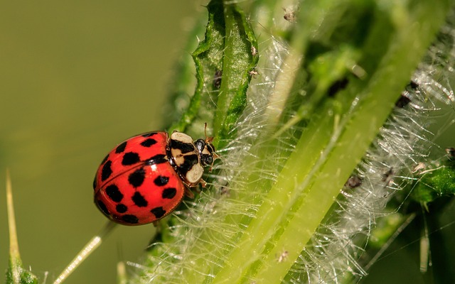 foreign-grain-beetles-beetle-640x480-40607419.jpeg