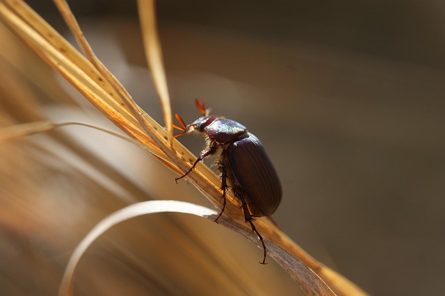 foreign-grain-beetles-beetle-640x480-41534695.jpeg