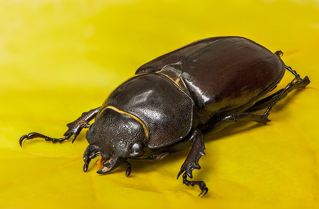 Advanced Technologies for Detecting & Treating Foreign Grain Beetles