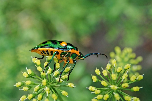 foreign-grain-beetles-beetle-640x480-50219905.jpeg