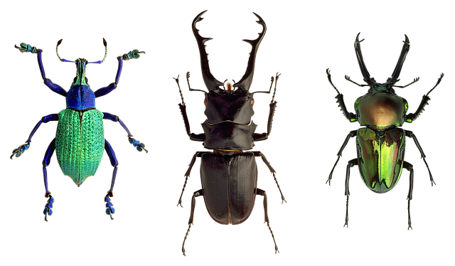 foreign-grain-beetles-beetle-640x480-60945058.png