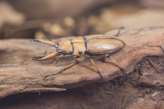 foreign-grain-beetles-beetle-640x480-67817479.jpeg