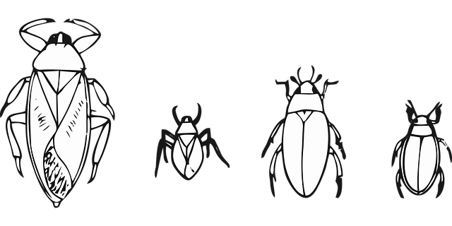 foreign-grain-beetles-beetle-640x480-70406686.png