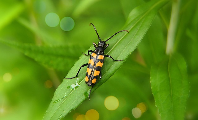 Professional Cleaning: Eradicating Foreign Grain Beetle Eggs & Larvae