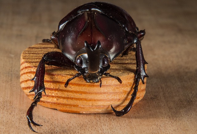 foreign-grain-beetles-beetle-640x480-91572744.jpeg