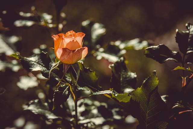 garden-640x480-10868575.jpeg