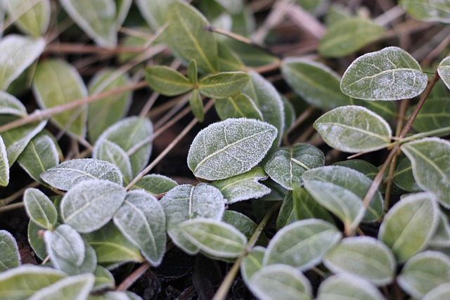 Cultivate a Low-Maintenance Garden with Pest-Resistant Plants