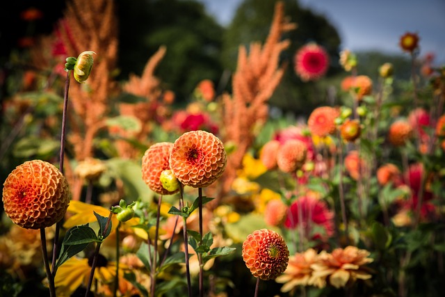 garden-640x480-13761614.jpeg