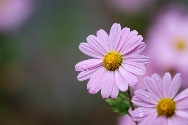 garden-640x480-14237649.jpeg