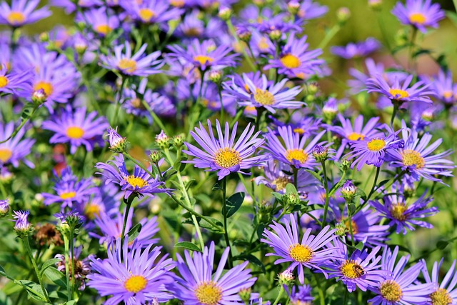 garden-640x480-19870862.jpeg