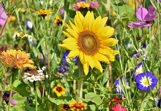 Crafting Creative Garden Layouts with Color Schemes