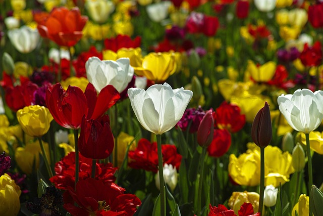 garden-640x480-3062606.jpeg