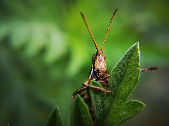 garden-640x480-32993165.jpeg