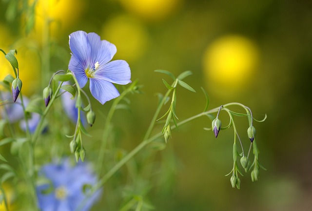 garden-640x480-33821174.jpeg