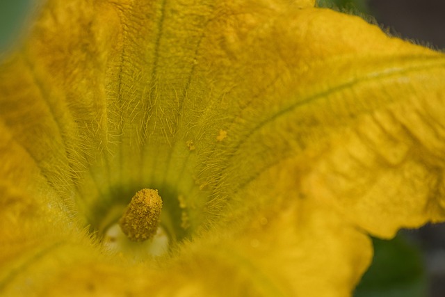 garden-640x480-34713668.jpeg