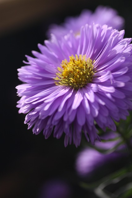 garden-640x480-36869250.jpeg