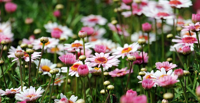 garden-640x480-37287068.jpeg