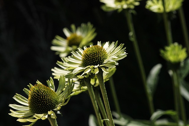 garden-640x480-37412648.jpeg