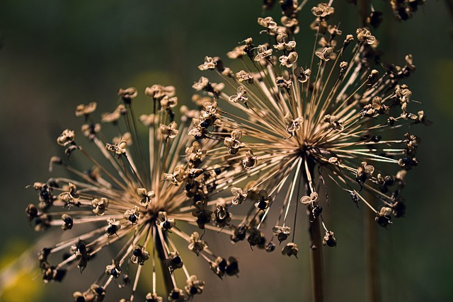 garden-640x480-37782893.jpeg