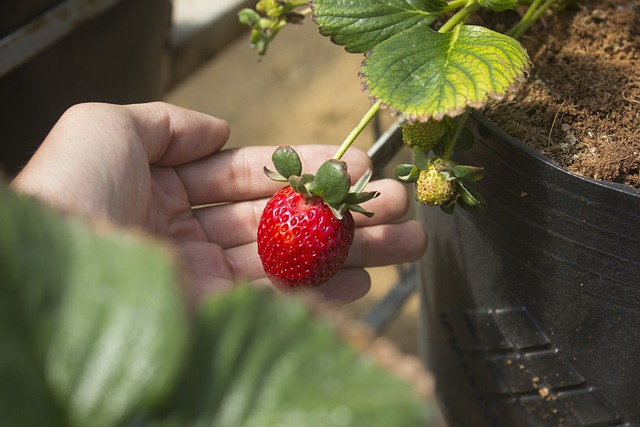 garden-640x480-40320548.jpeg