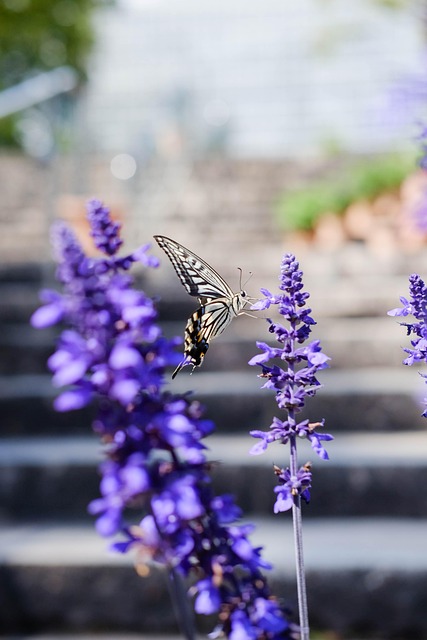 garden-640x480-40583978.jpeg