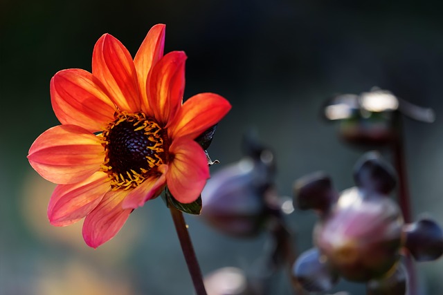 garden-640x480-43001125.jpeg