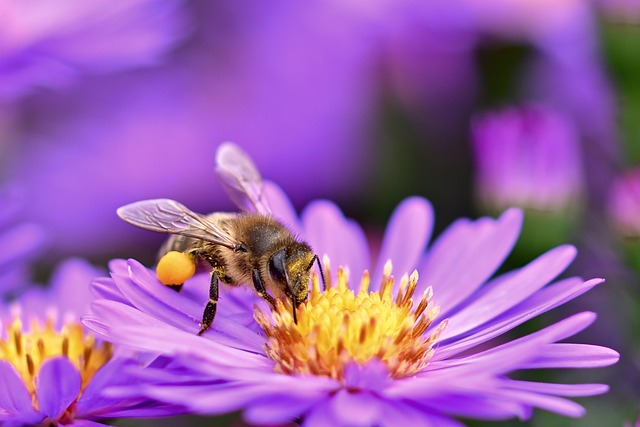 garden-640x480-43371428.jpeg