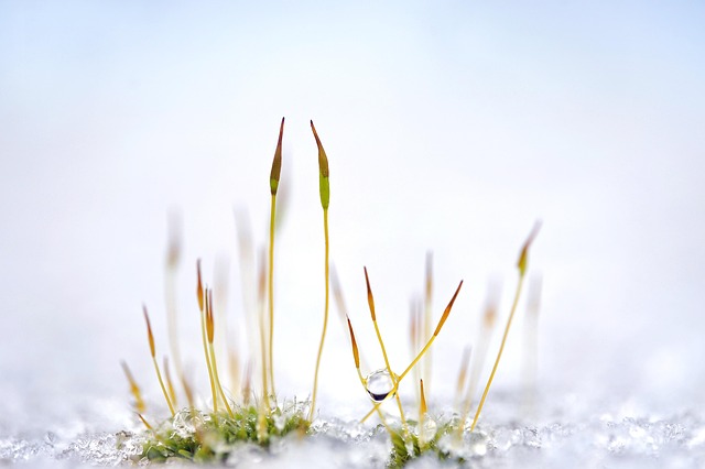 garden-640x480-44727687.jpeg
