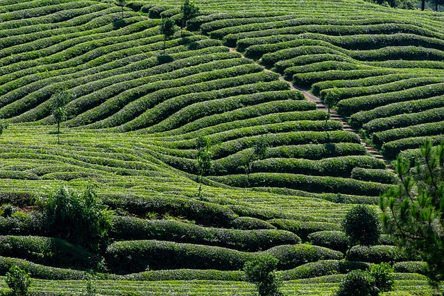 garden-640x480-45318652.jpeg