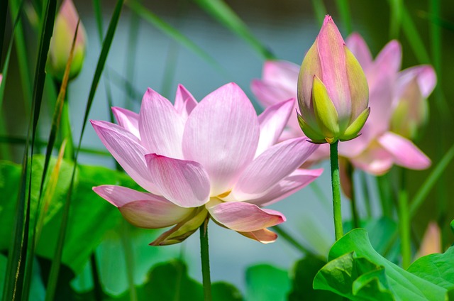 garden-640x480-4763339.jpeg