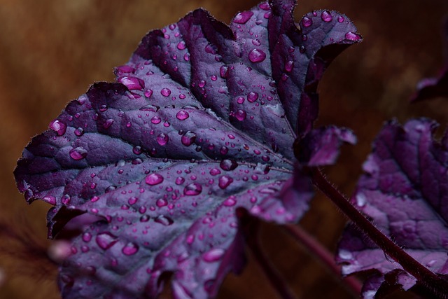 garden-640x480-51625770.jpeg