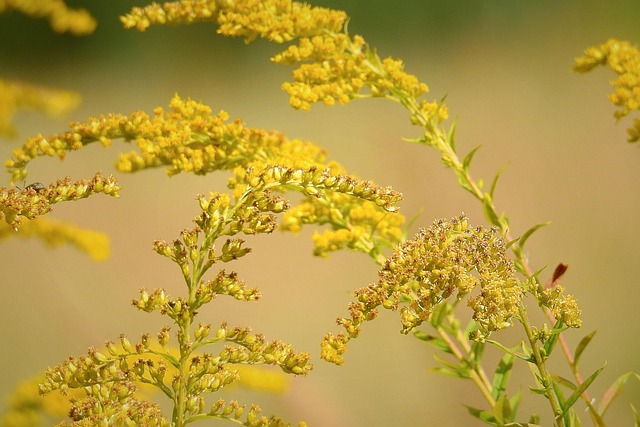 garden-640x480-52563113.jpeg