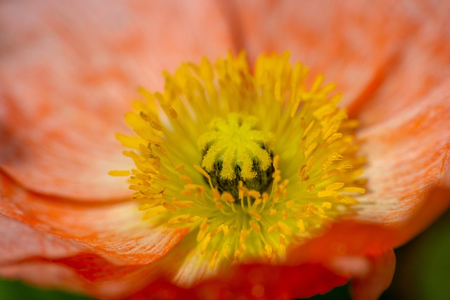 garden-640x480-52829424.jpeg