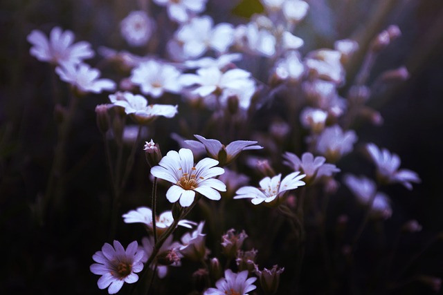 garden-640x480-53489827.jpeg