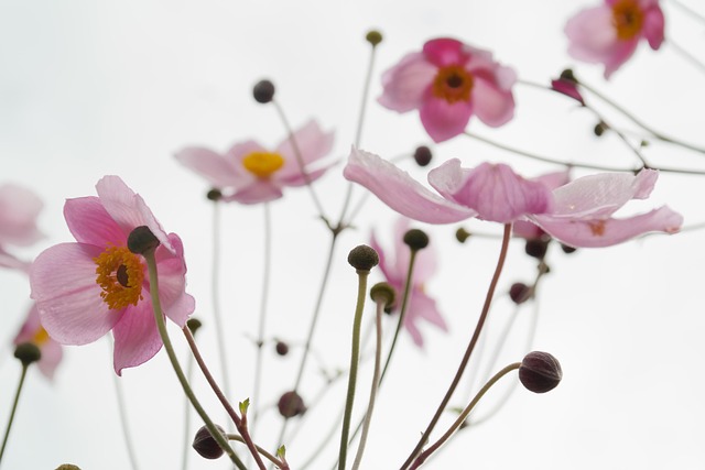 garden-640x480-59345367.jpeg