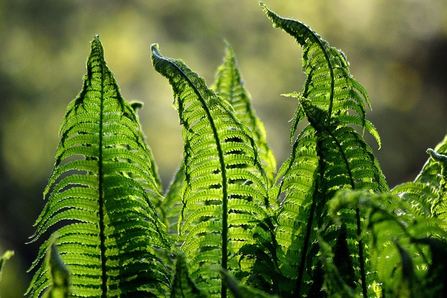garden-640x480-60239700.jpeg