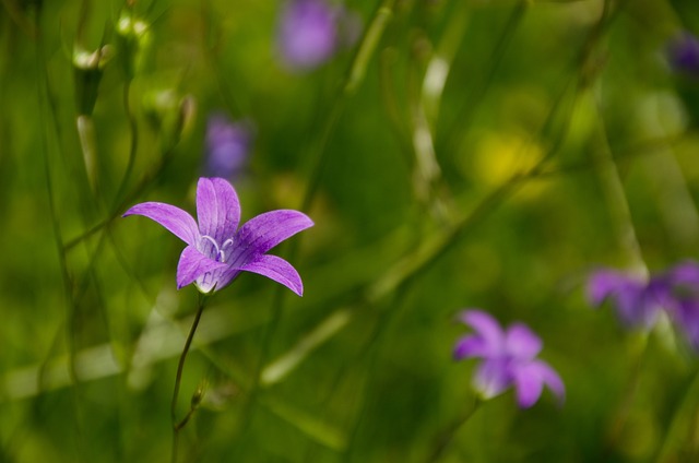 Seasonal Lawn Care: Spring Preparation to Winter Protection