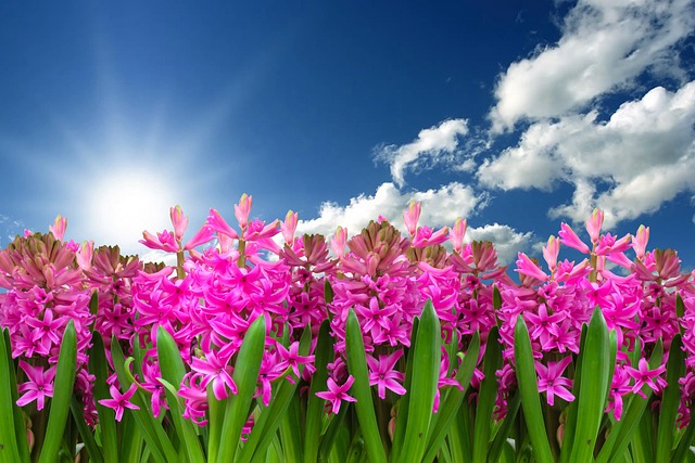 Transform Your Garden with Proven, Innovative Container Gardening Solutions
