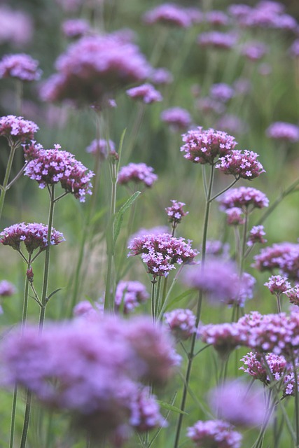 garden-640x480-66171534.jpeg