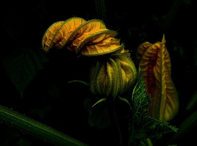 garden-640x480-69152722.jpeg