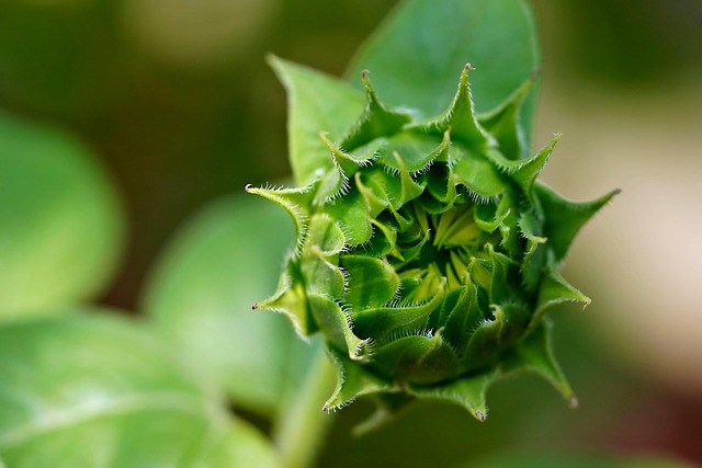 garden-640x480-70666953.jpeg