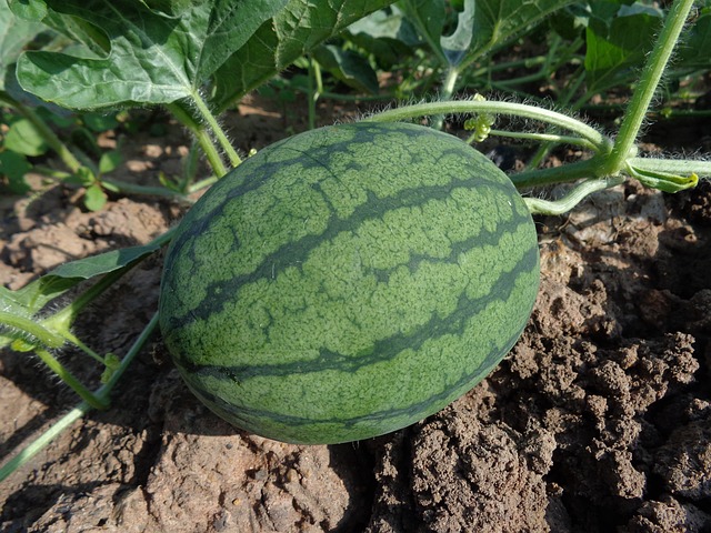 garden-640x480-71773972.jpeg