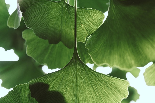 garden-640x480-79805522.jpeg