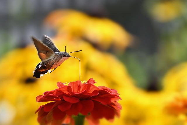 garden-640x480-81878343.jpeg